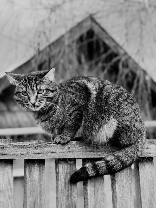 Язычок - Ярослав Теплов