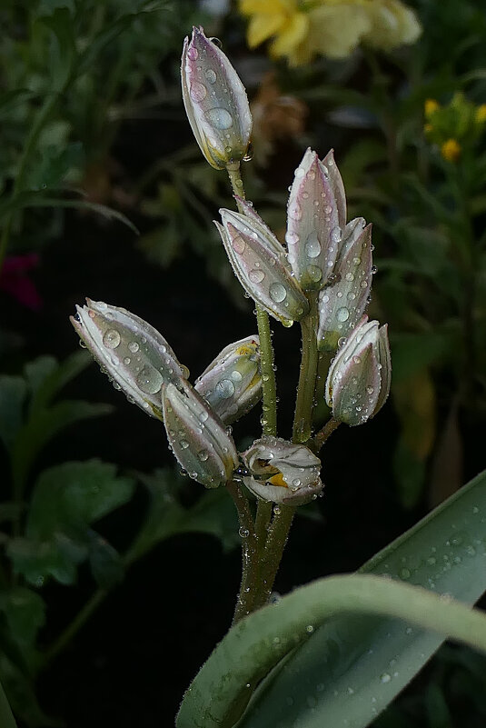 ------------------------- - igor G.