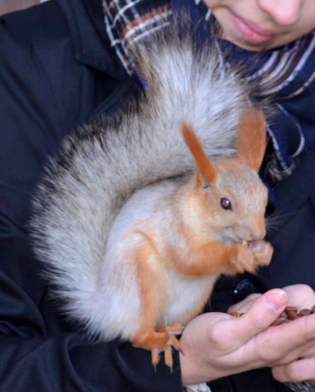 В перке - Savayr 