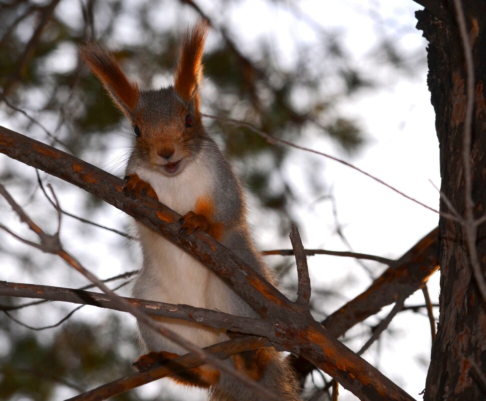 Как будто смеётся - Savayr 