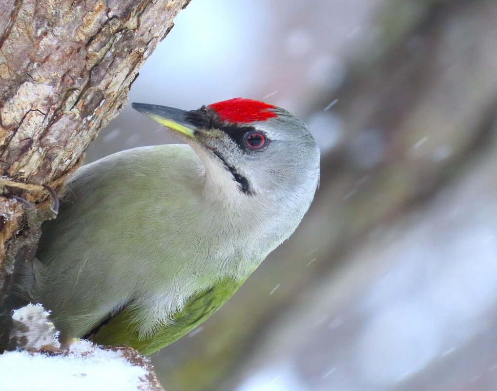 Седой дятел - Ольга Митрофанова