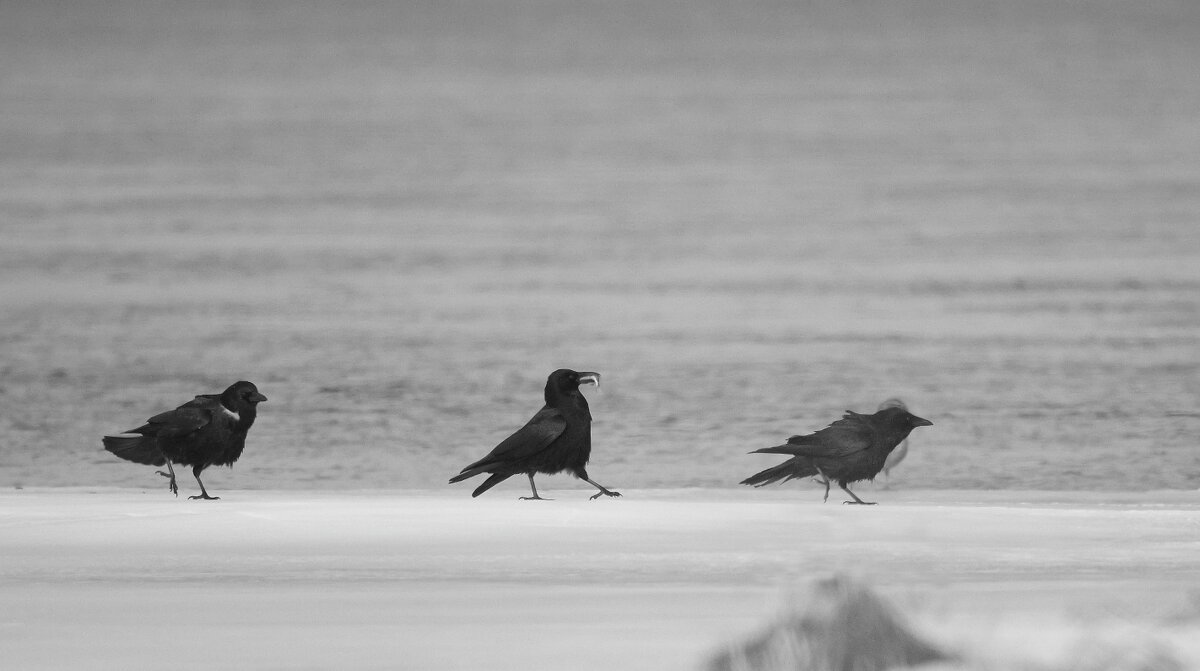 Крадутся... - Владилен Панченко