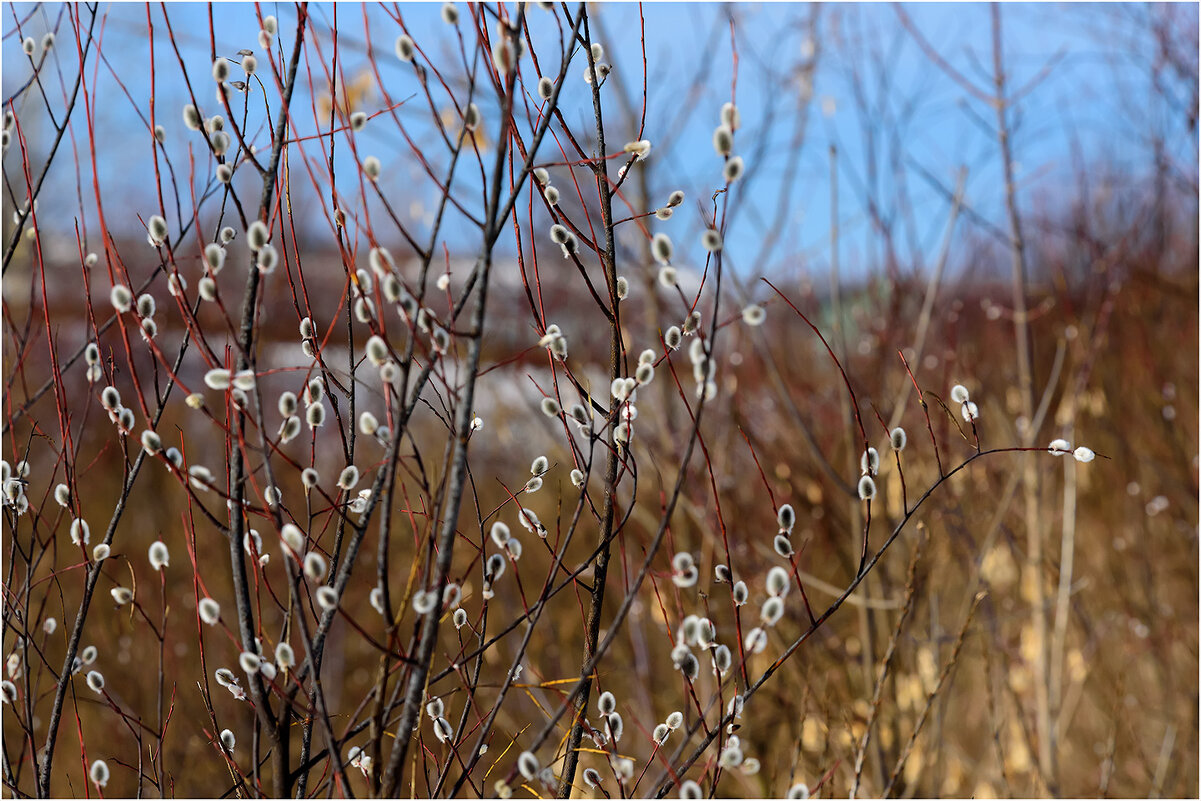 Картинка марта - Валентин Котляров