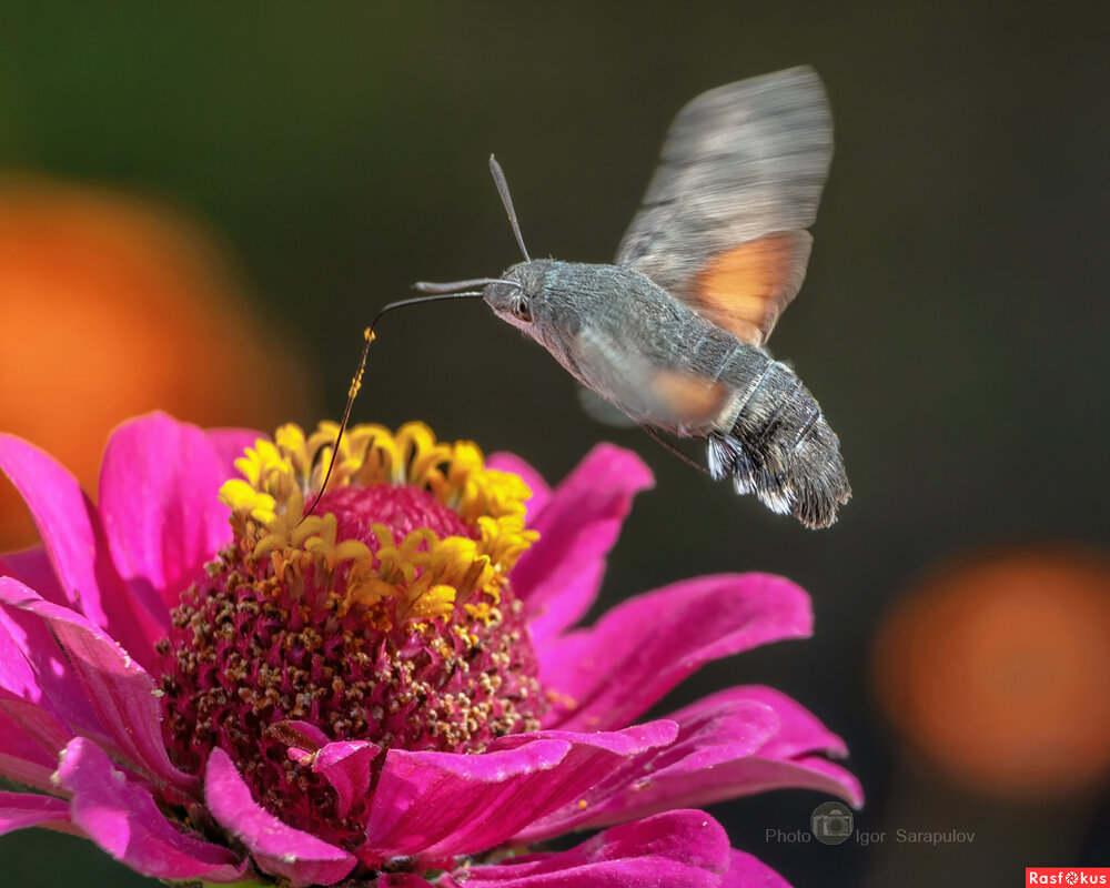 Macroglossum stellatarum - Игорь Сарапулов