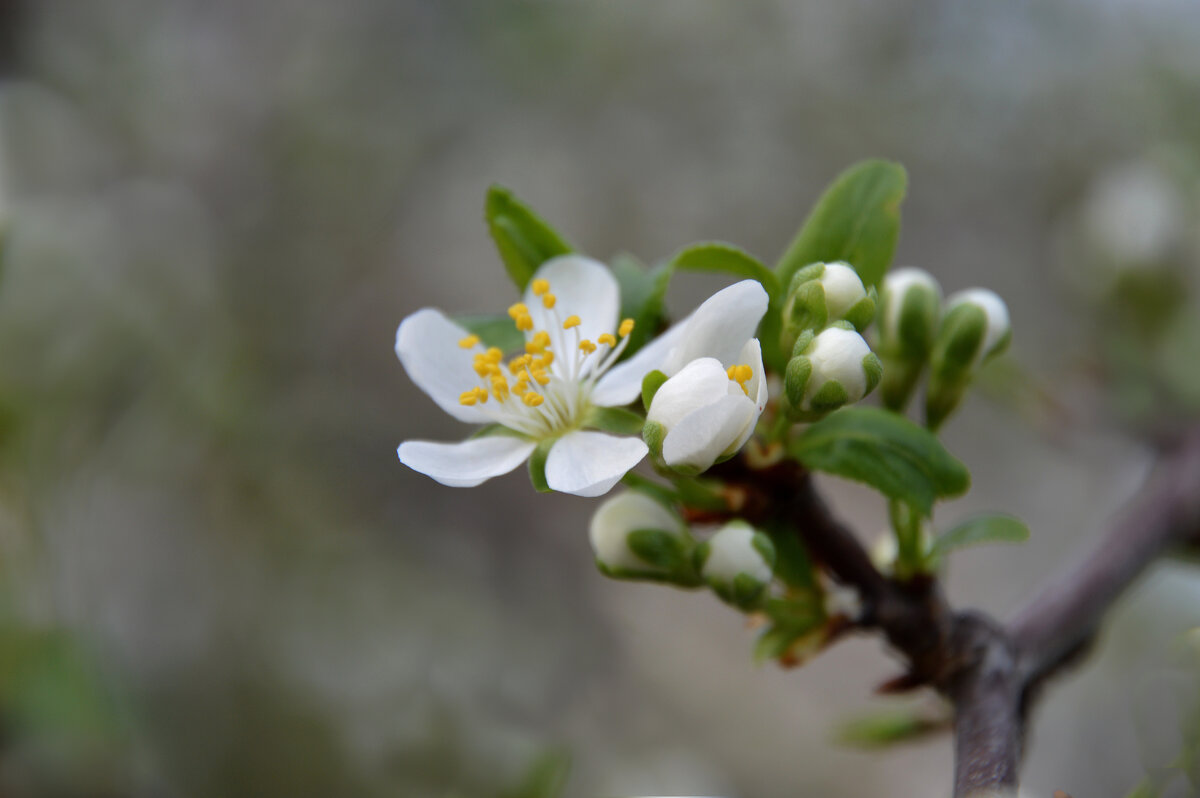 Слива - Надежда Куркина 