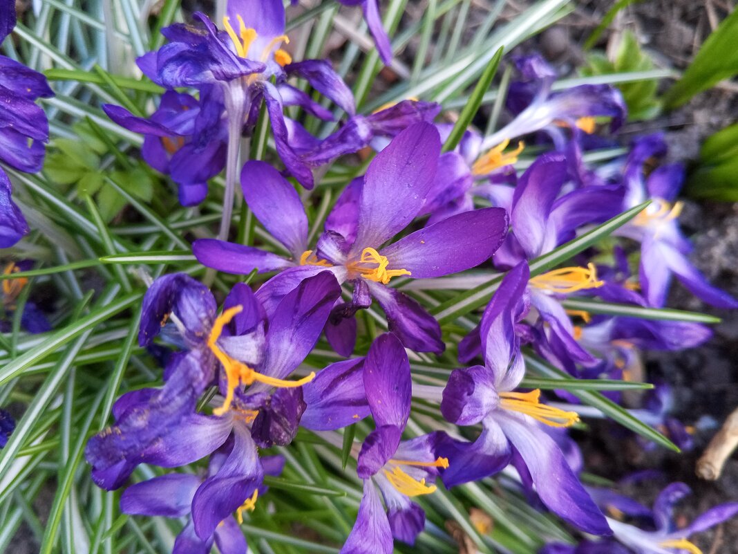 Крокус - Сапсан 