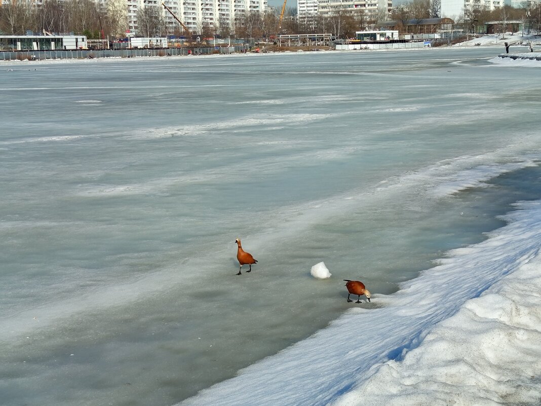 Водоплавающие, которым пока негде плавать - Андрей Лукьянов