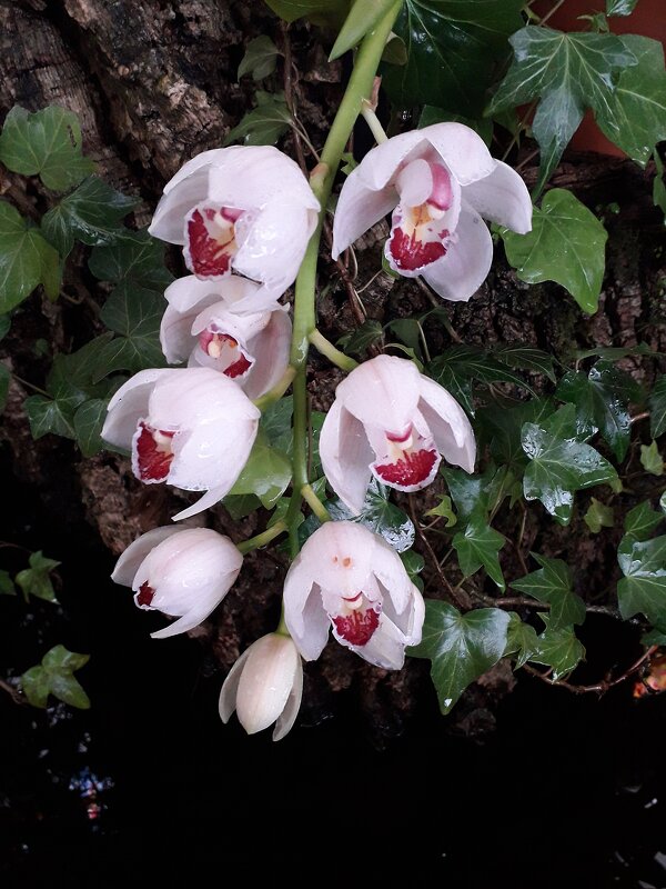 Орхидея - Лидия Бусурина