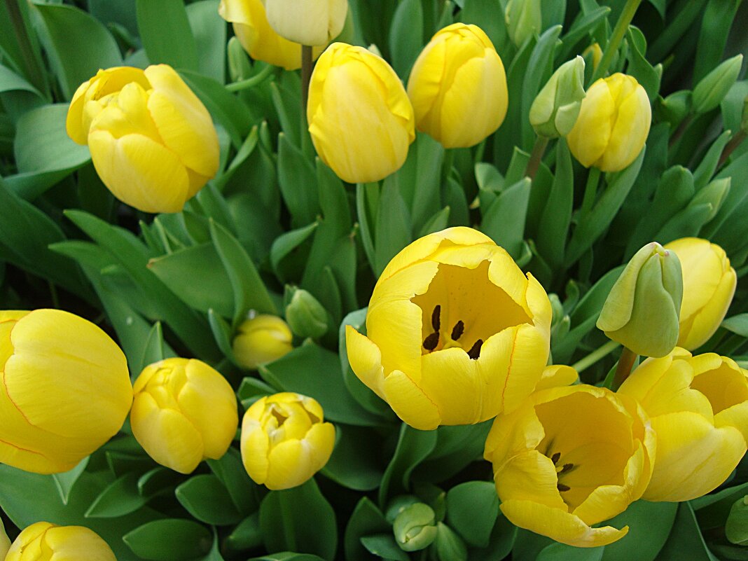 Золото тюльпанов - Лидия Бусурина