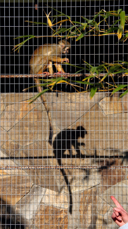 театр теней ))) - Всеволод 