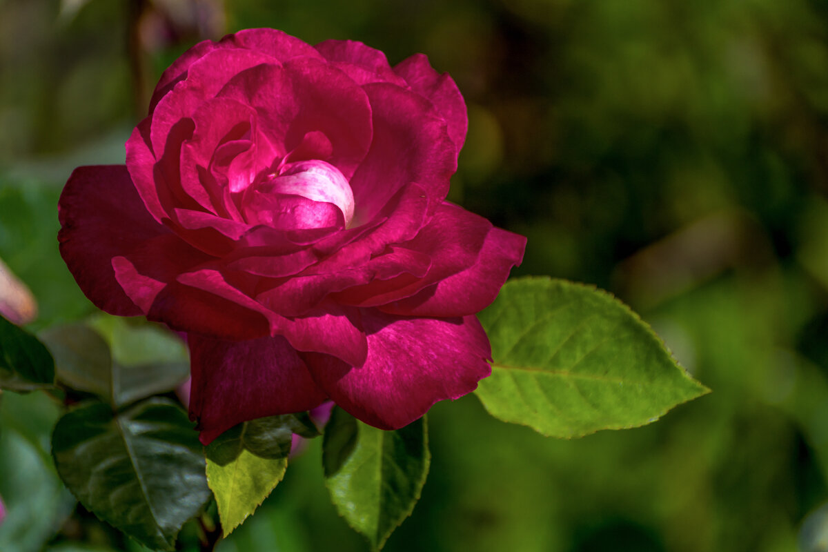 Роза - Игорь Сикорский