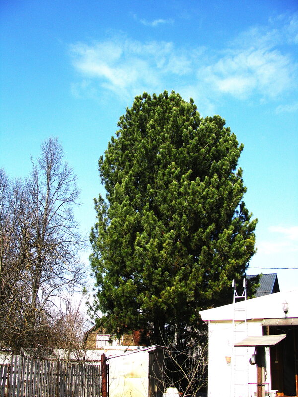 Мой кедр - Людмила Смородинская