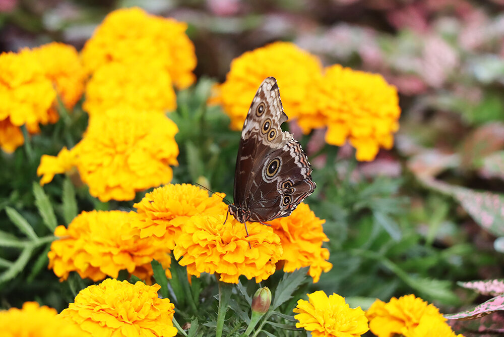 В парке бабочек - Галина Ильясова
