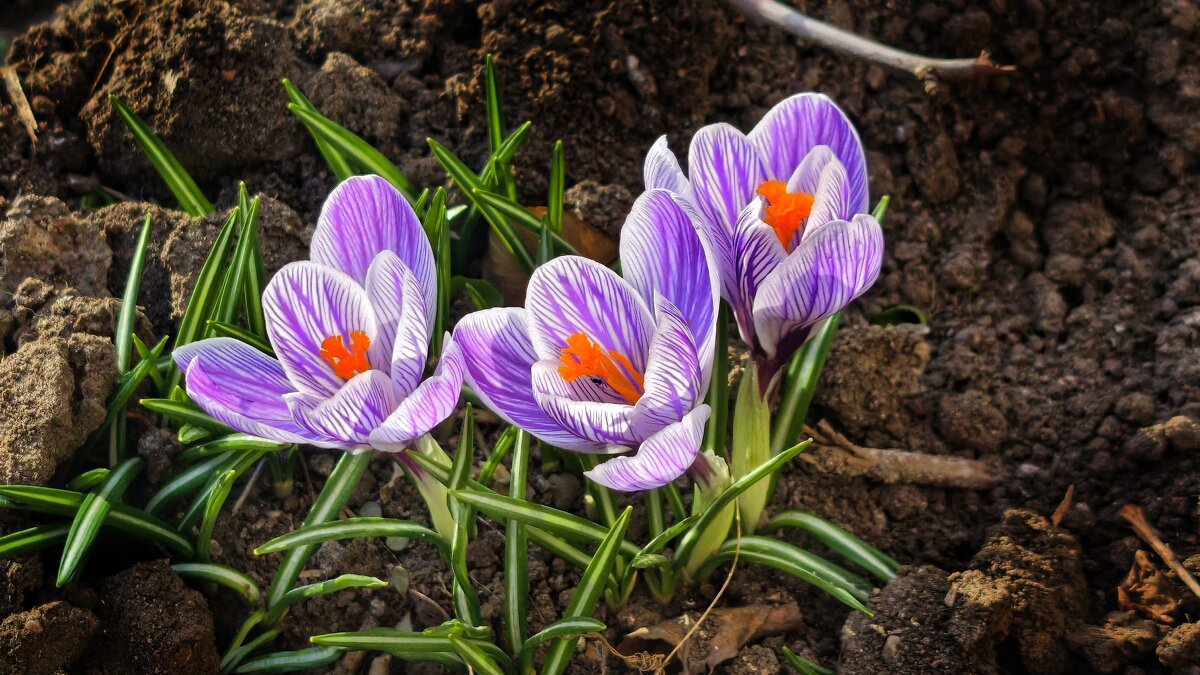 Возле дома на лужайке - Мариша 