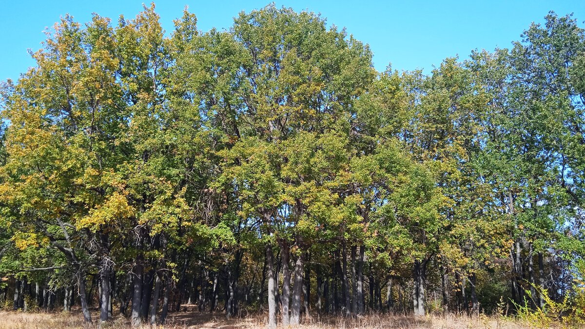 за городом - Елена Шаламова