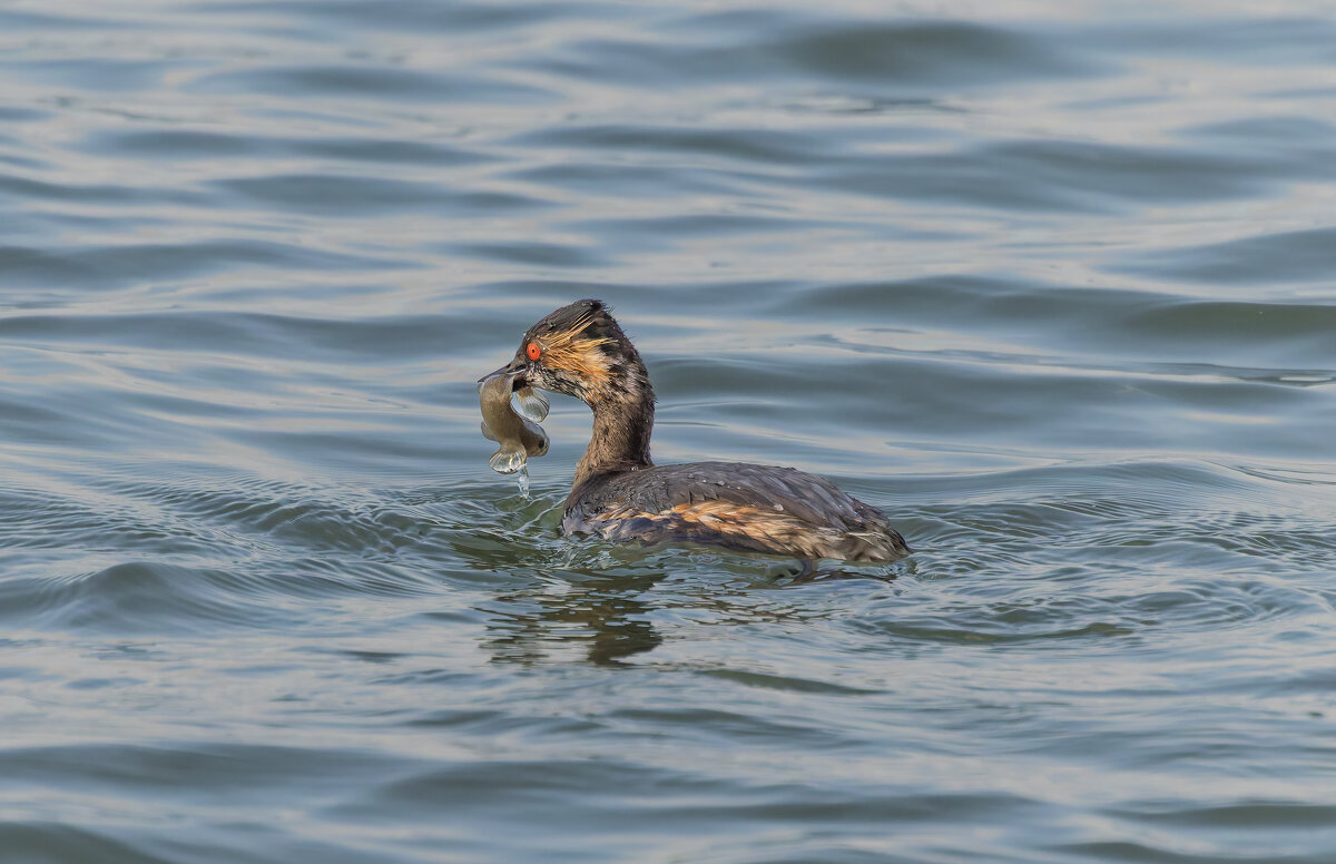 черношейная поганка.весна Лазоревское. - юрий макаров