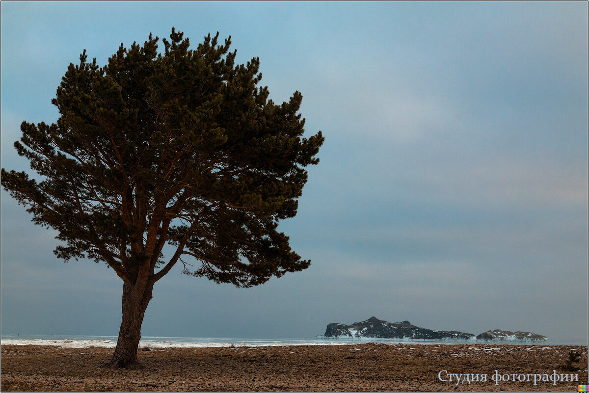 Дерево и остров - Студия фотографии