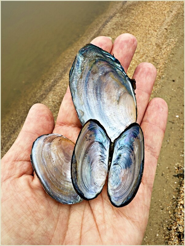 Ракушки. - Валерия Комова