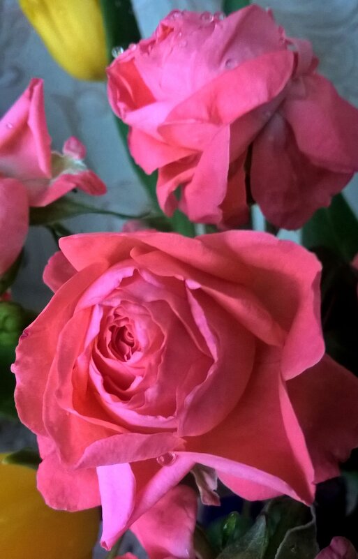 Розы - Елена Семигина