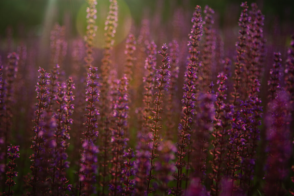 цвет фиолетовый - Ольга Косачова