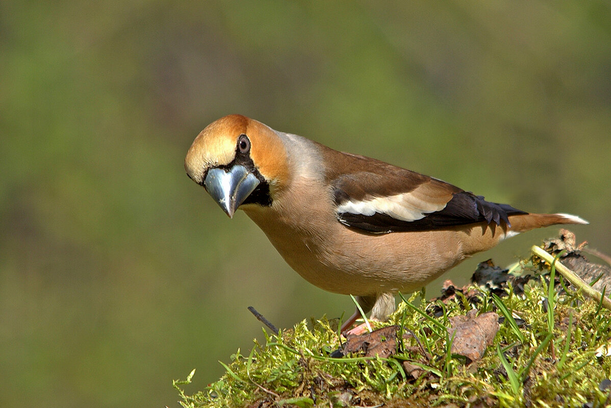 ... - Вячеслав Минаев