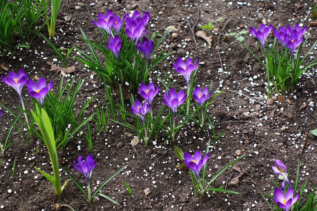 Крокусы - Рита Симонова