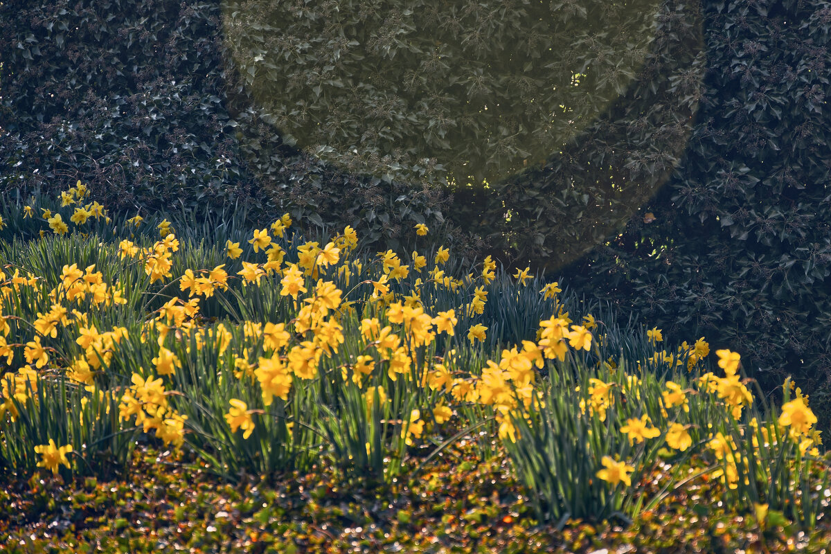 Нарциссы - Jakob Dick