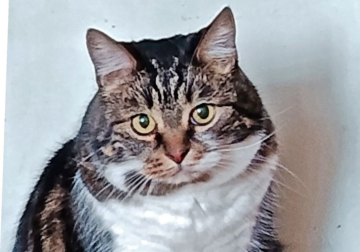 Пушок. - Валентина  Нефёдова 