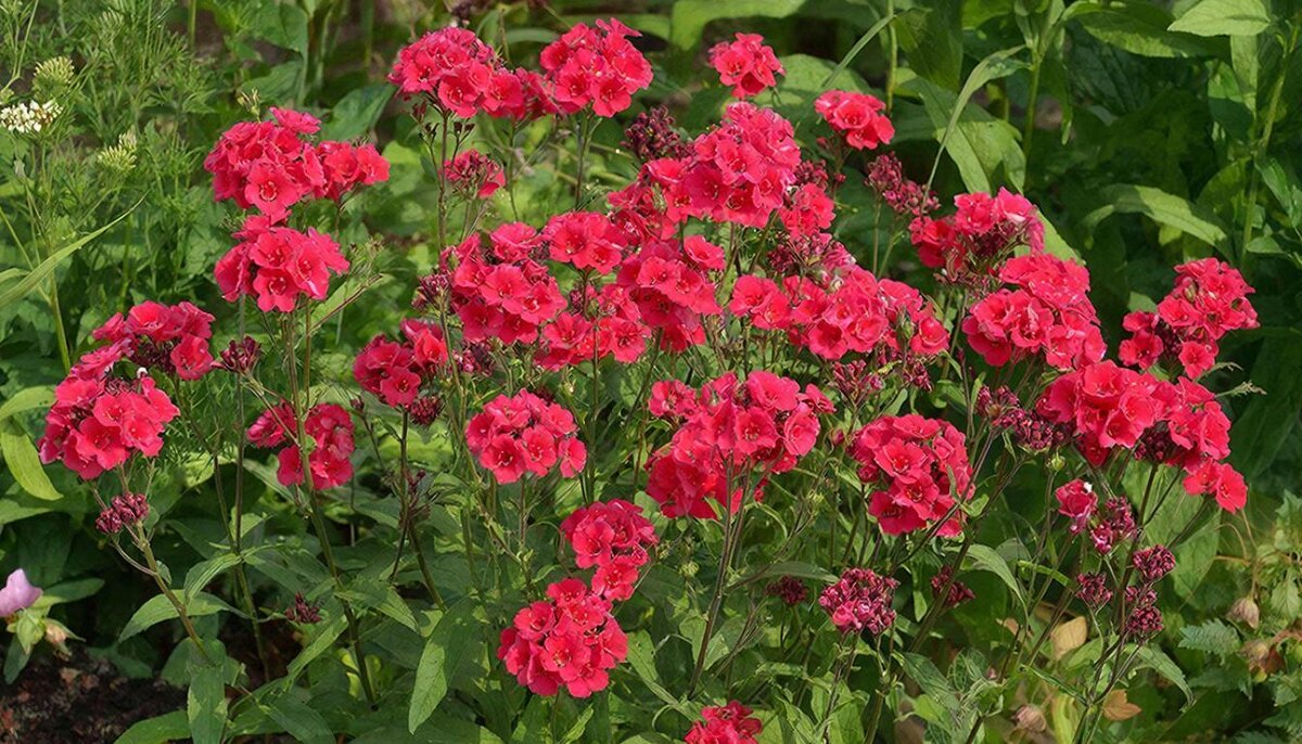 Кларкия изящная Рубиновая - МАРИЯ ПОПОВА