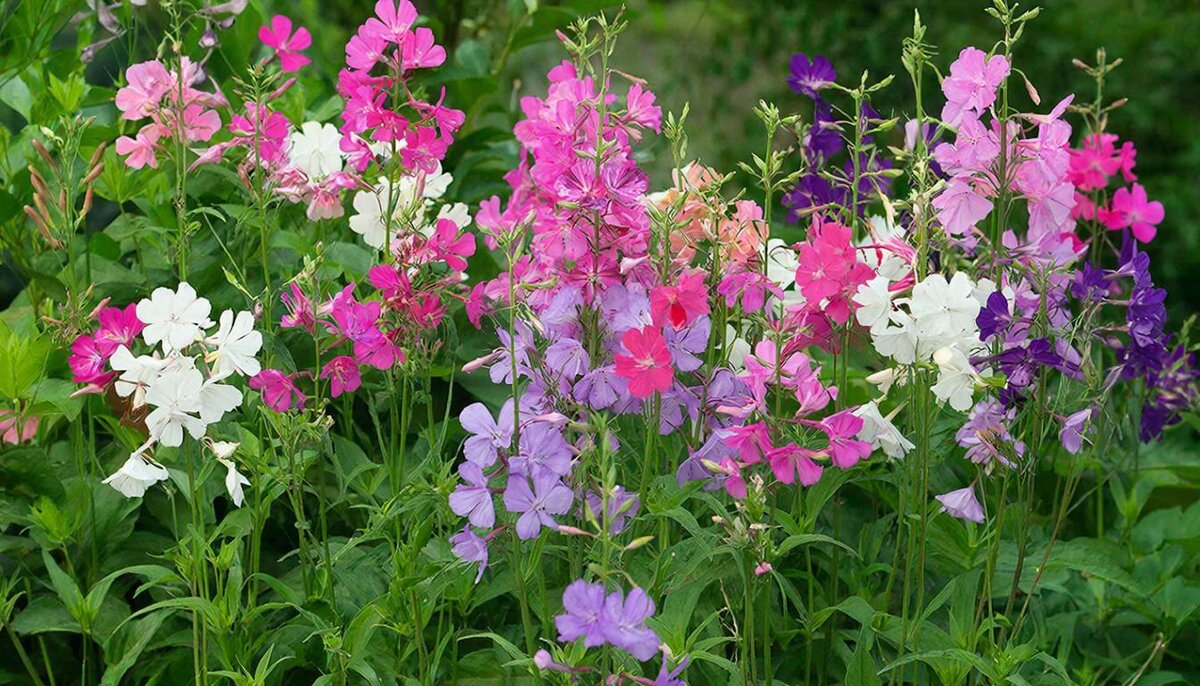 Клеома - МАРИЯ ПОПОВА