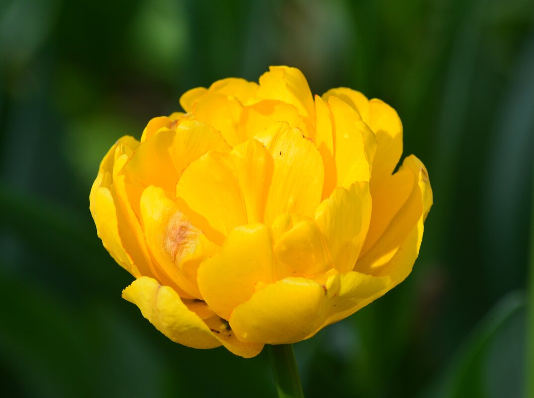 Желтее желтого - Таня Фиалка