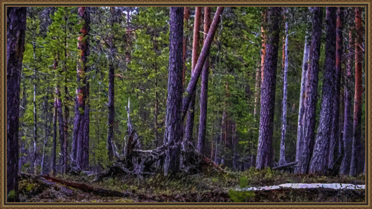 Тайга сибири. - Aleksey Afonin