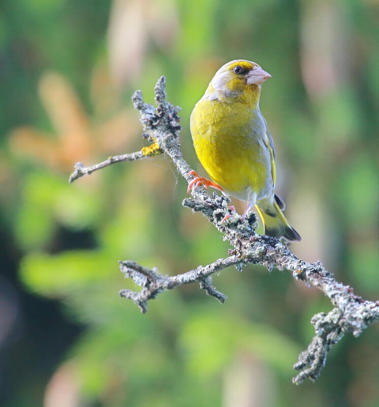 на веточке... - Andrey Bragin 