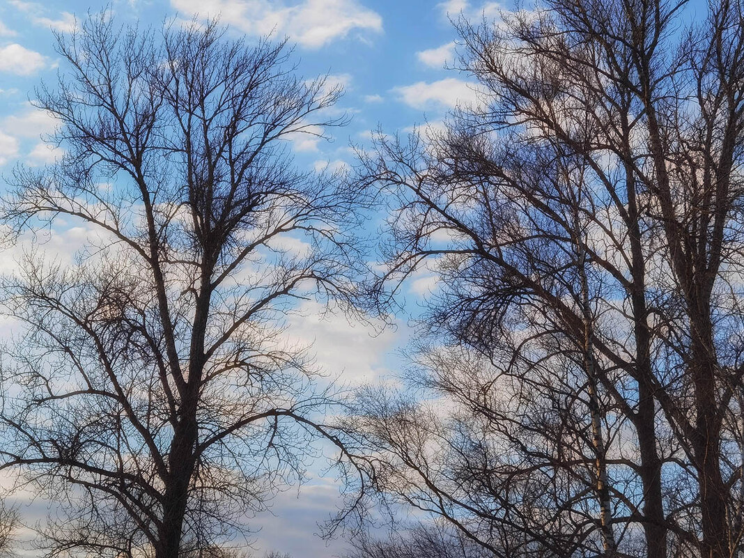 Весенние зарисовки. Весеннее небо. - Лилия * Весенние зарисовки. Весеннее небо. - Лилия *