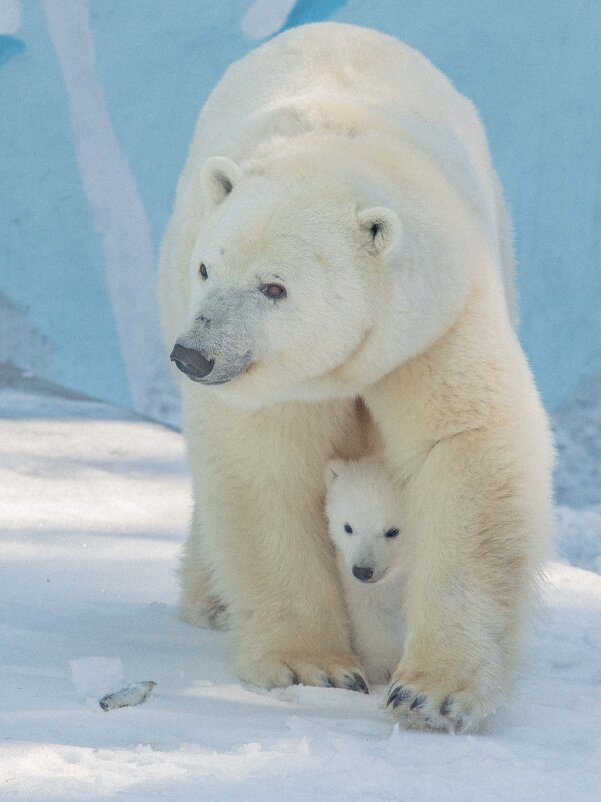 полярные - Аркадий Лаптенко