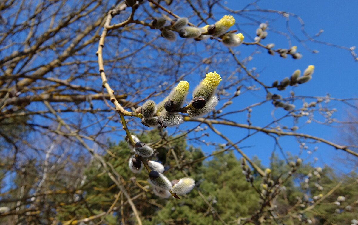 Желтые, пушистые смотрят на меня! Ивы наши русские, к нам пришла весна! - Люба Желтые, пушистые смотрят на меня! Ивы наши русские, к нам пришла весна! - Люба
