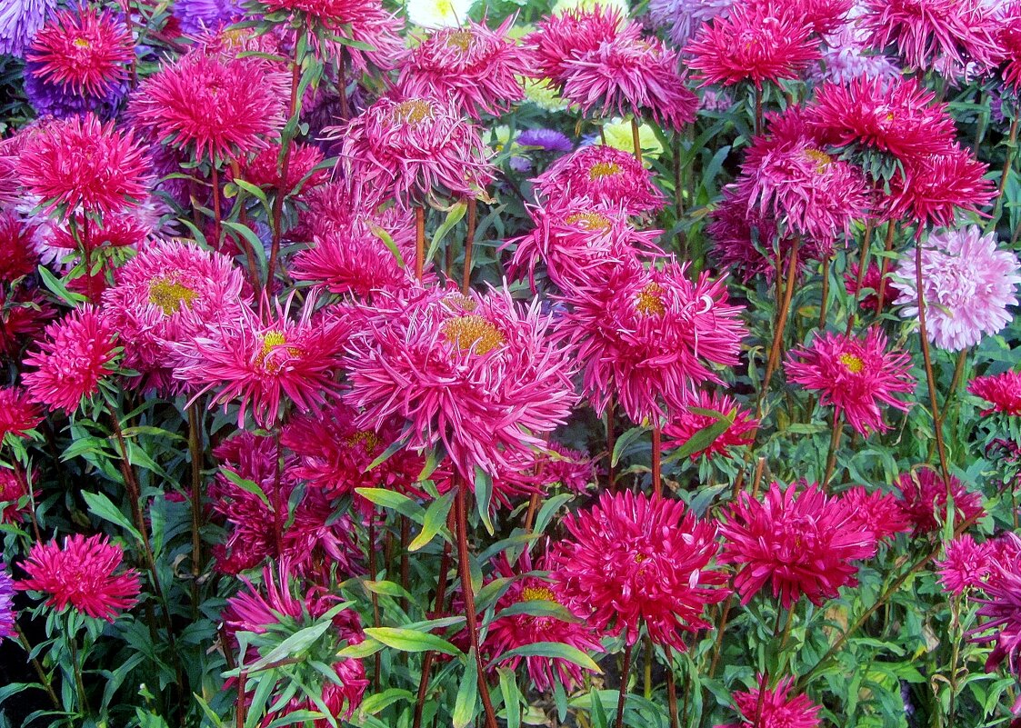 ..астры-осенние цветы.. - galalog galalog ..астры-осенние цветы.. - galalog galalog