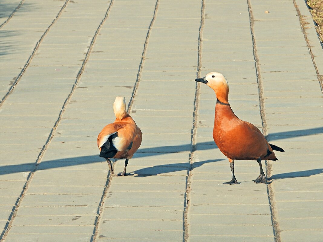 *** - Леонид leo