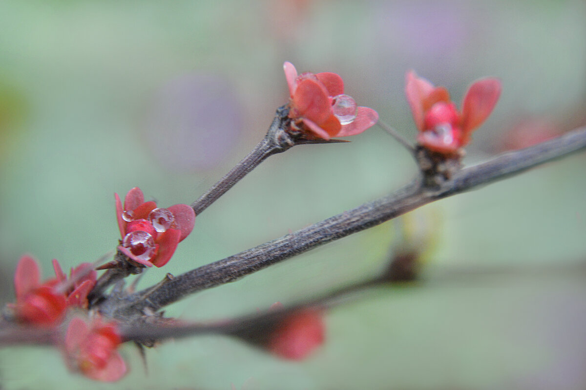 Барбарис после дождя, первые листочки.... - Надежда Куркина Барбарис после дождя, первые листочки.... - Надежда Куркина