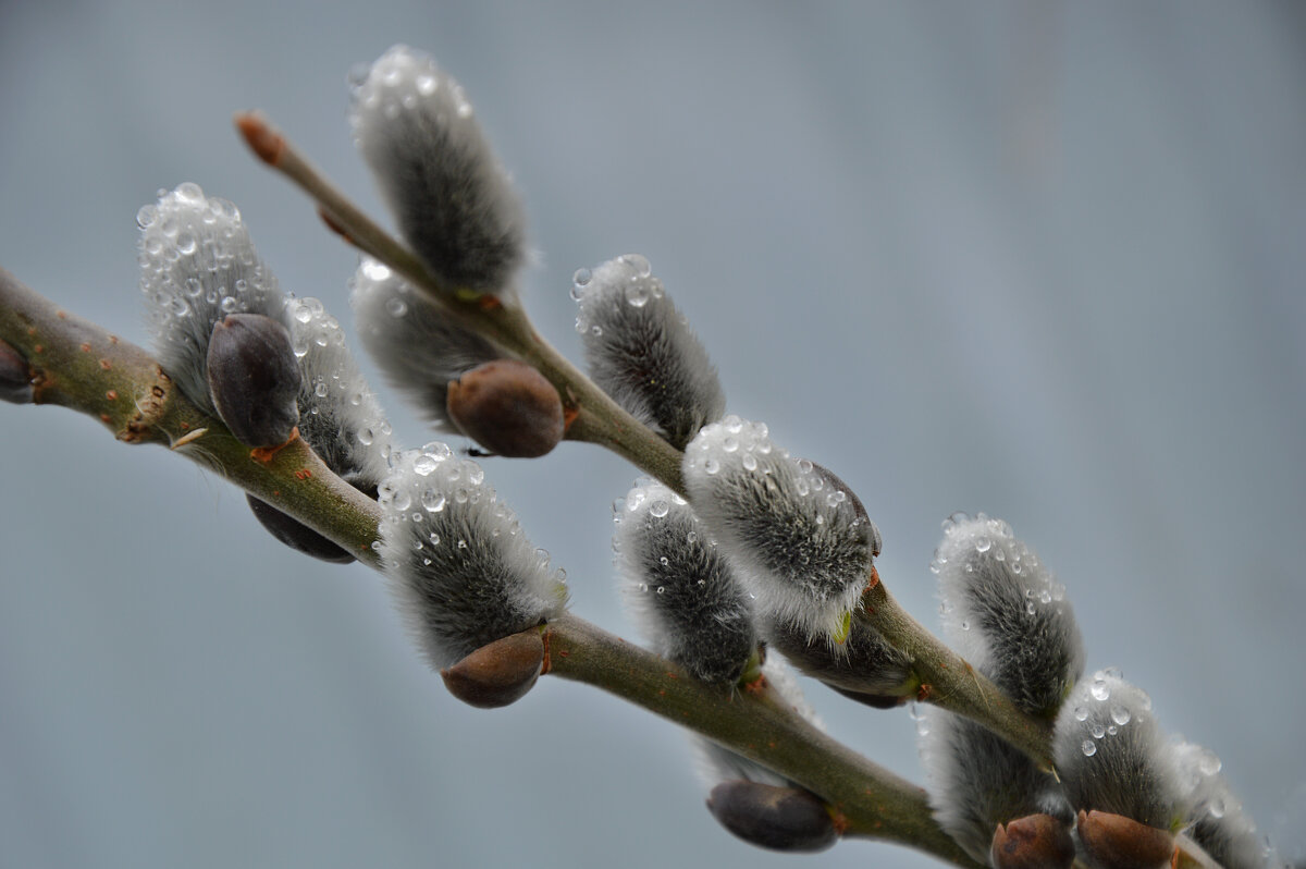 Весенний дождик - Надежда Куркина 