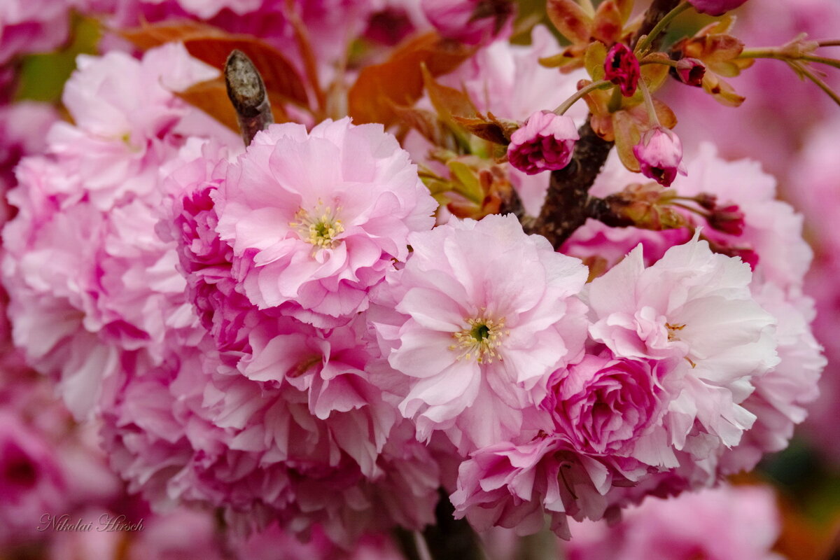 Весенняя красотень... - Николай Гирш