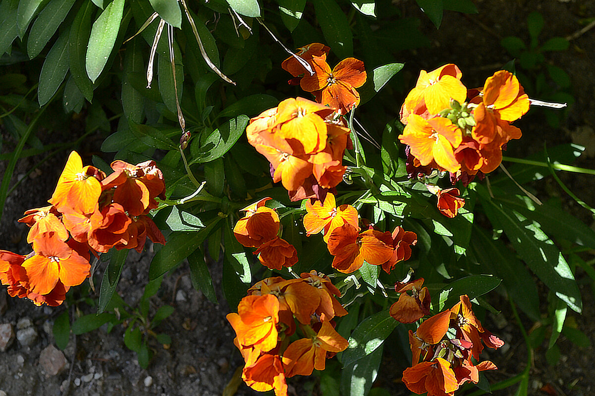 лакфиоль - Ольга Рывина