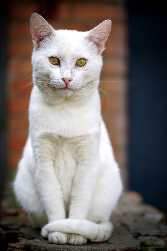 Уличный кот - Владимир Салапонов