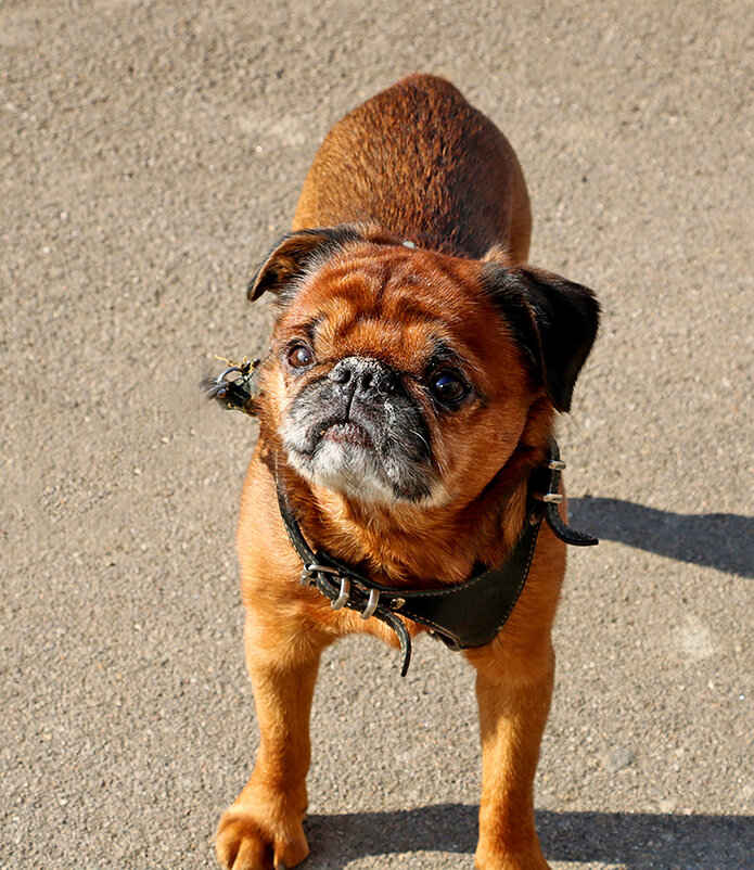 Красавчик Боня - Светлана 