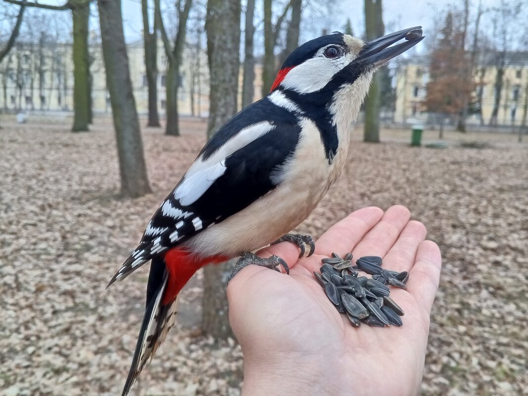 Дятел - Сапсан Дятел - Сапсан