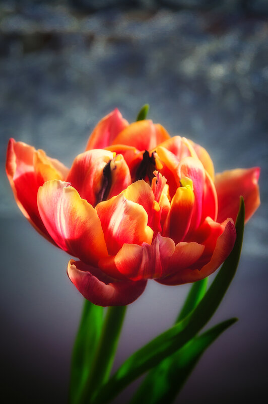 *** - Виктор Иванович Чернюк *** - Виктор Иванович Чернюк