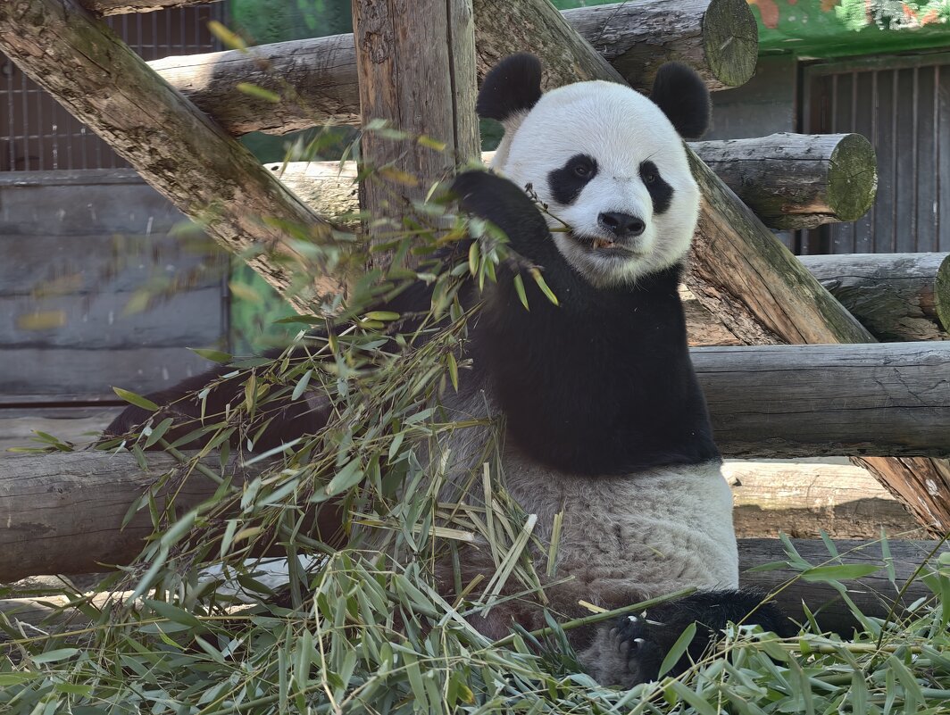 Панда Жуи - <<< Наташа >>>