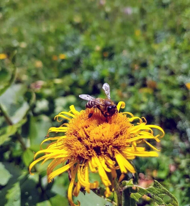 КРАСНАЯ ПОЛЯНА - Tata Wolf