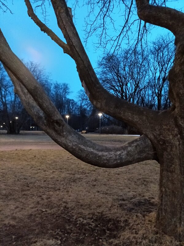 Вечер в парке Кадриорг - Veera V Вечер в парке Кадриорг - Veera V