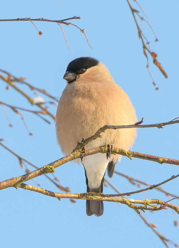 Самка обыкновенного снегиря - Дарья Меркулова Самка обыкновенного снегиря - Дарья Меркулова